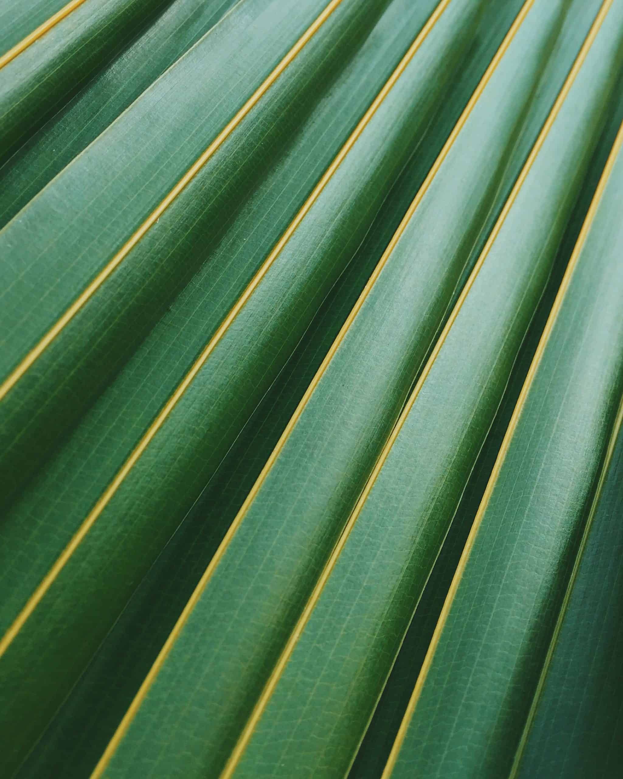 Palm Sunday in the Bible