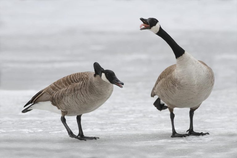 Canadian Geese facts Silly Goose