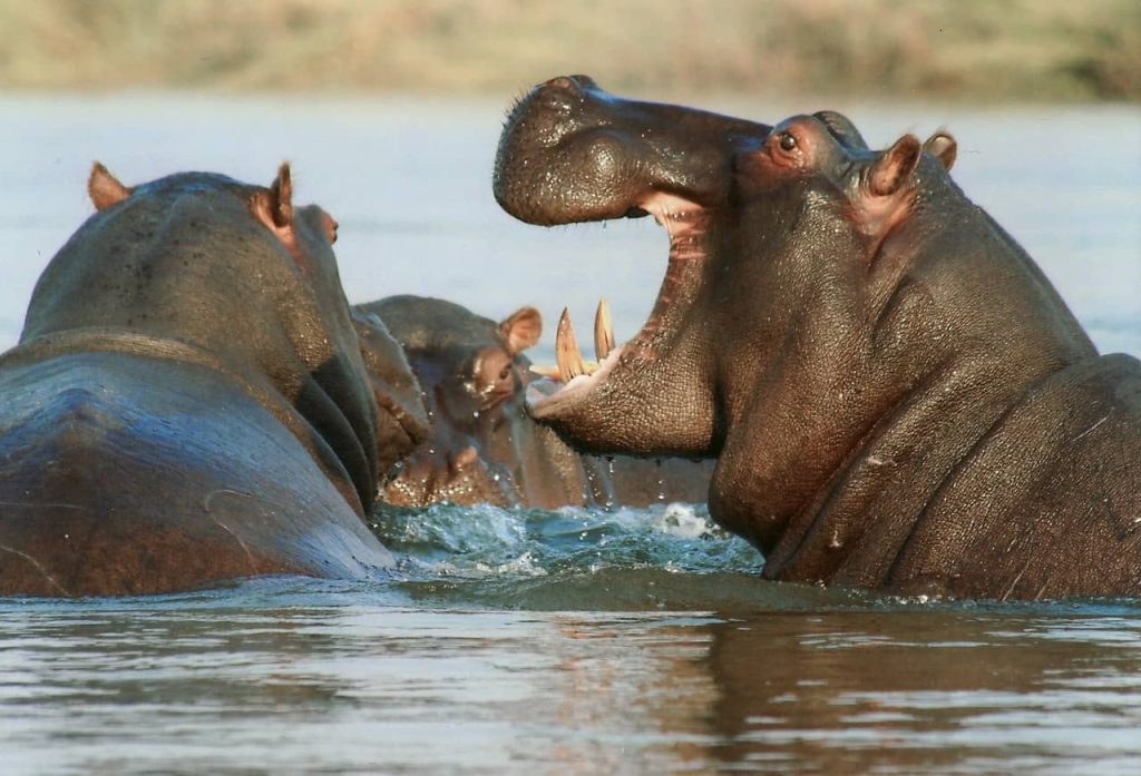 behemoth in the bible as a hippo