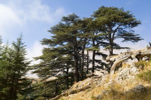 Cedar of Lebanon tree